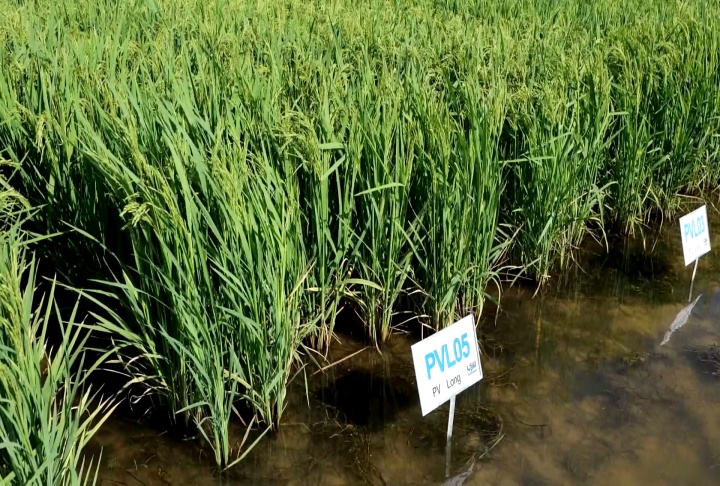 Rice in a field.